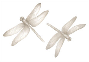 Dragonflies