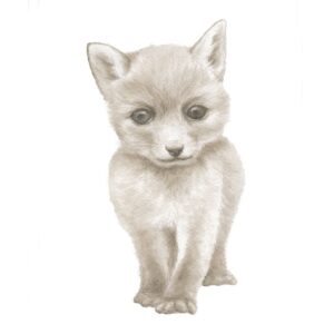Fox cub